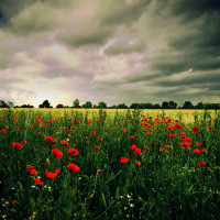 Isa Rajilpour - Scent of A Woman