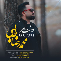 Mohammad Reza Talebi - Darakhte Pir